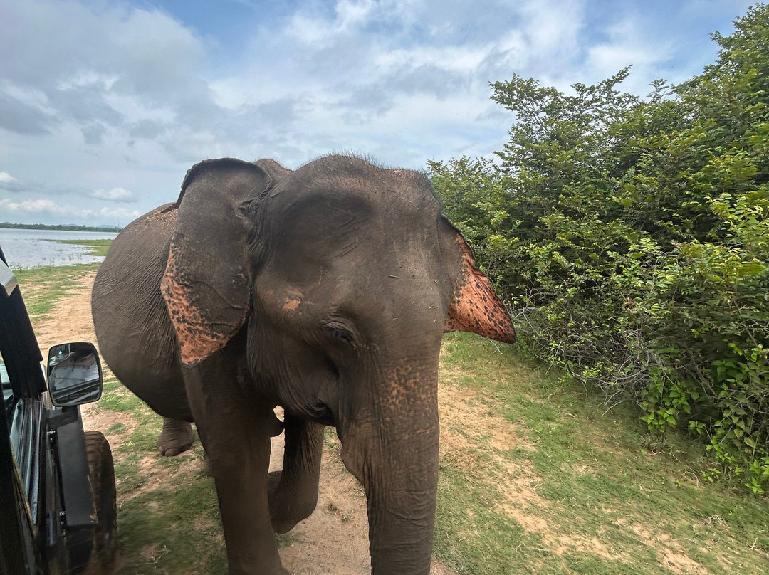 Udawalawe Ethical Safari-乌达瓦拉瓦必去景点