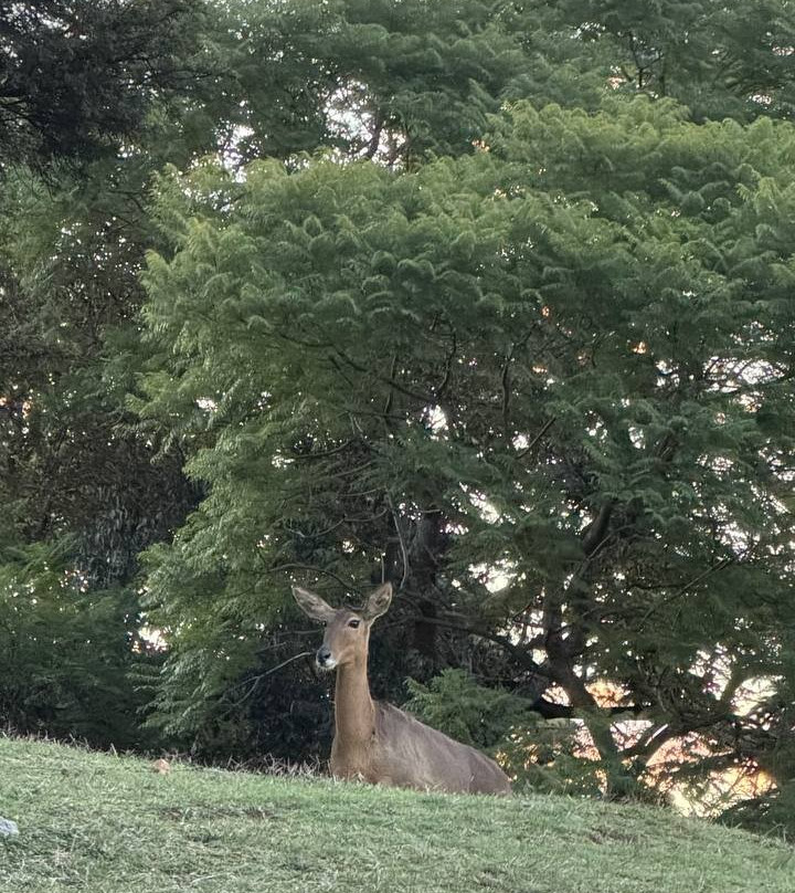 Johannesburg Zoo-约翰内斯堡必去景点