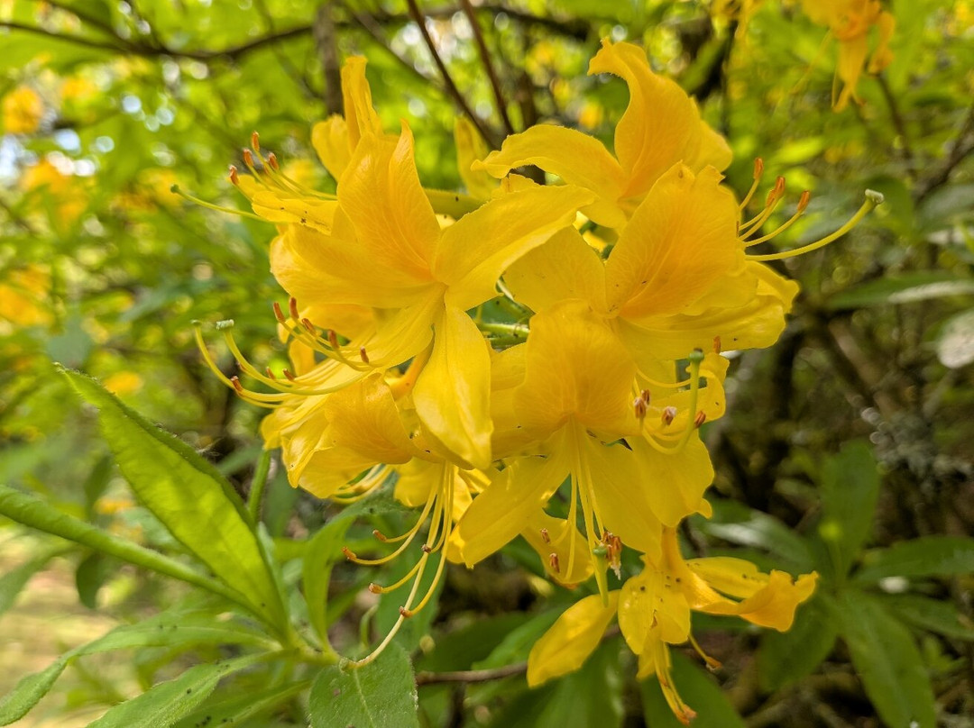 Bowood Woodland Garden-Calne必去景点