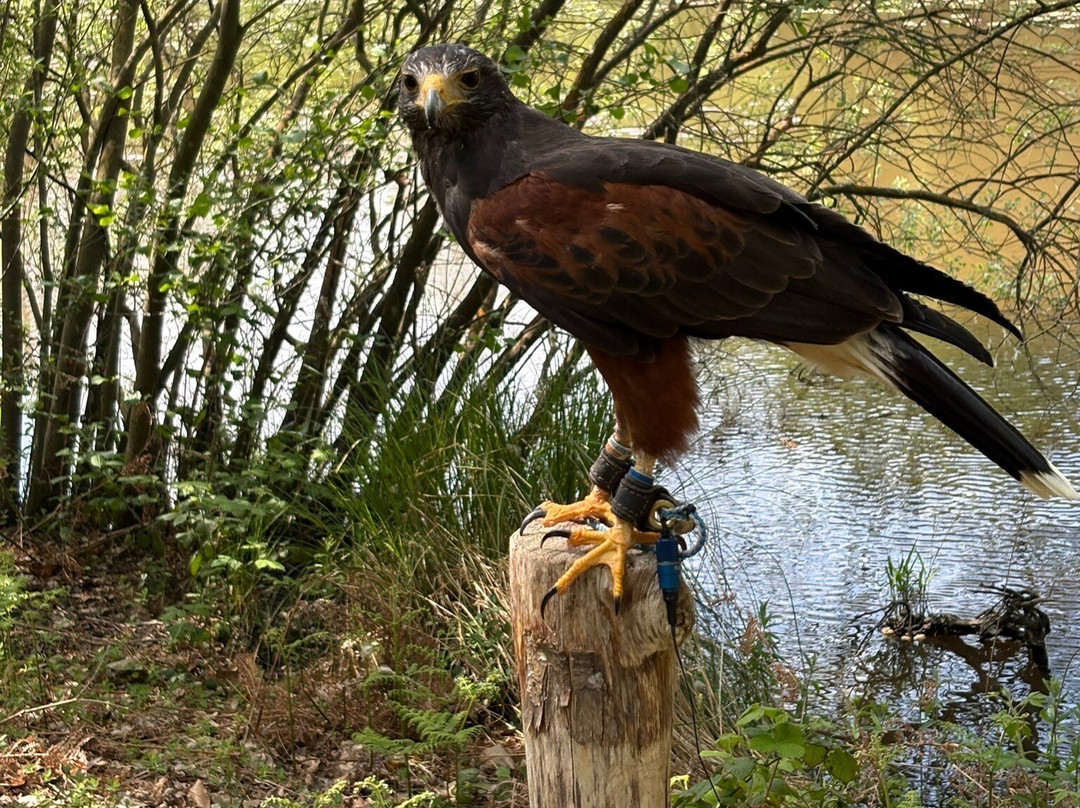 East Sussex Falconry-Herstmonceux必去景点