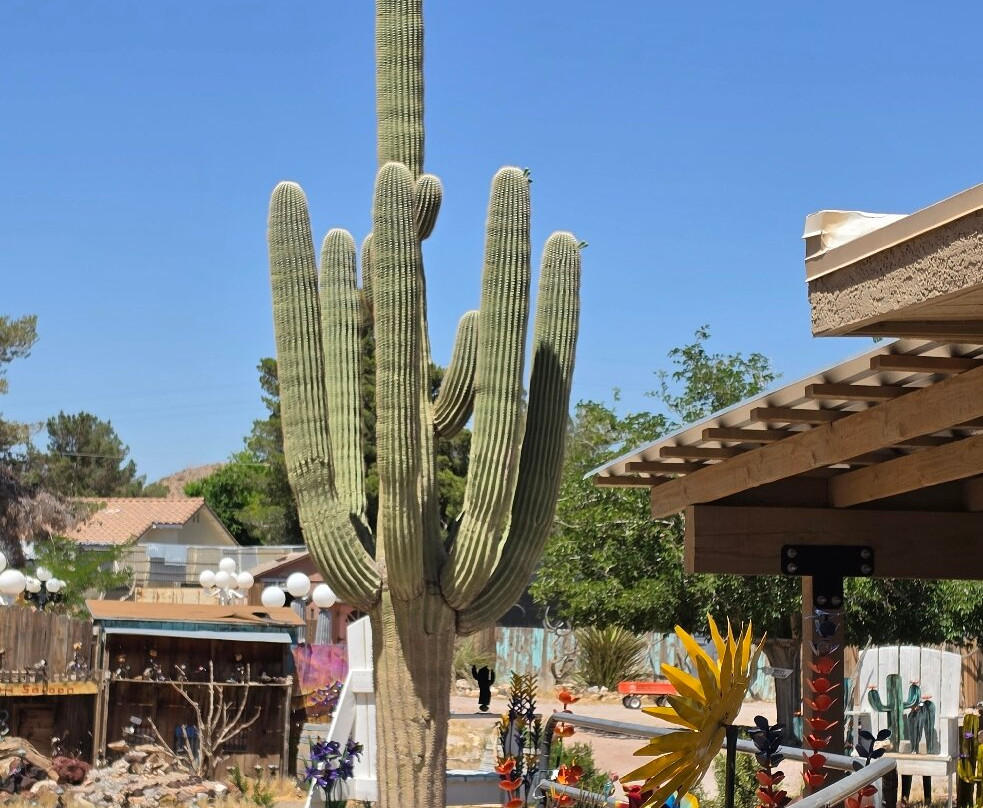 Cactus Joe's Blue Diamond Nursery-拉斯维加斯必去景点