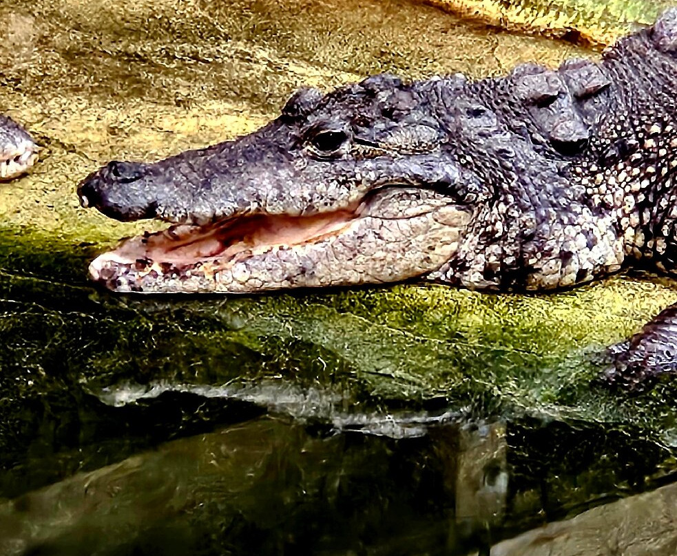 Crocodiles of the World-Brize Norton必去景点