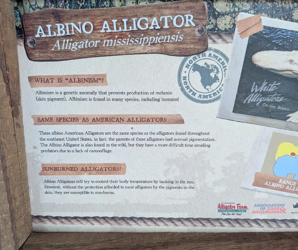 St. Augustine Alligator Farm Zoological Park-圣奥古斯丁必去景点