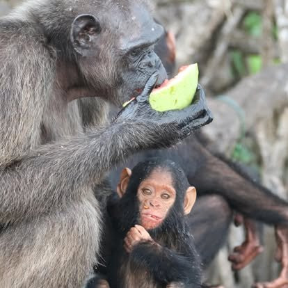 Camp Help Congo-Conkouati-Douli National Park必去景点