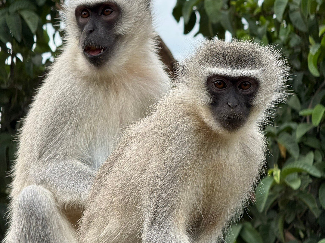 Vervet Monkey Foundation-参宁必去景点