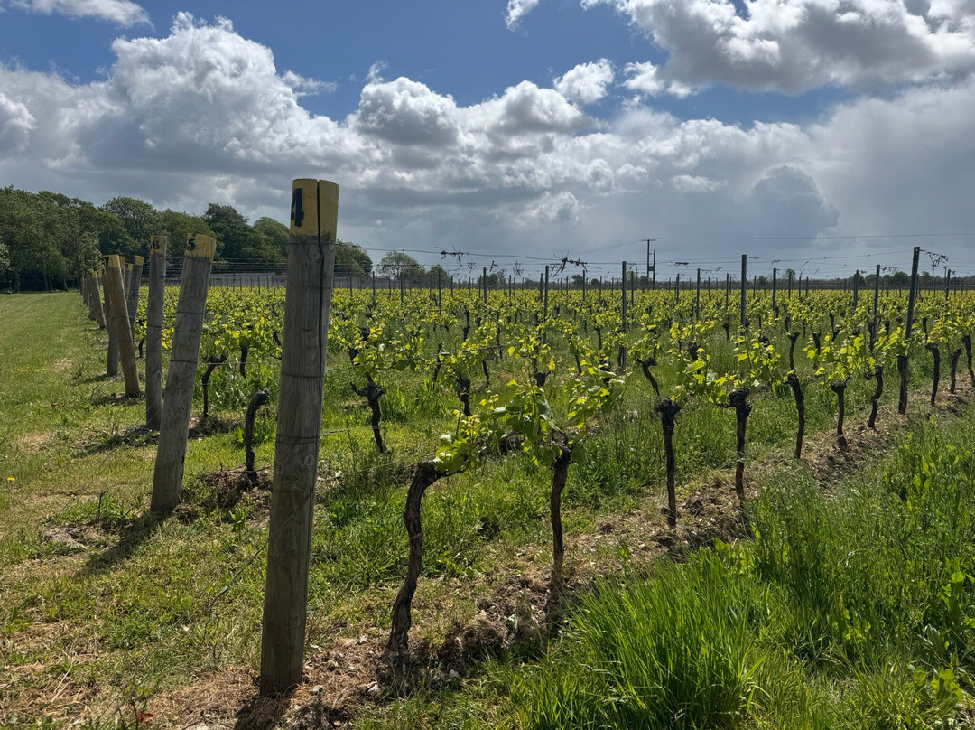 Tinwood Estate Vineyard-奇切斯特必去景点