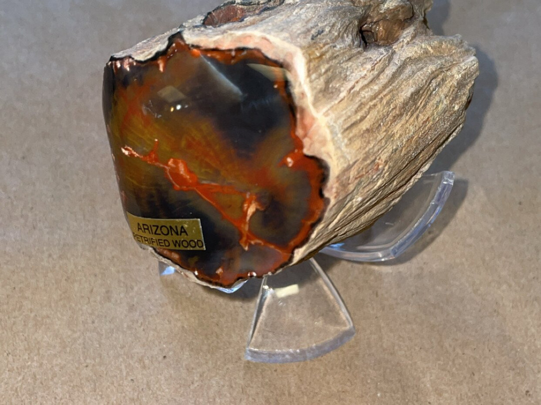 Jim Gray's Petrified Wood Co.-霍尔布鲁克必去景点