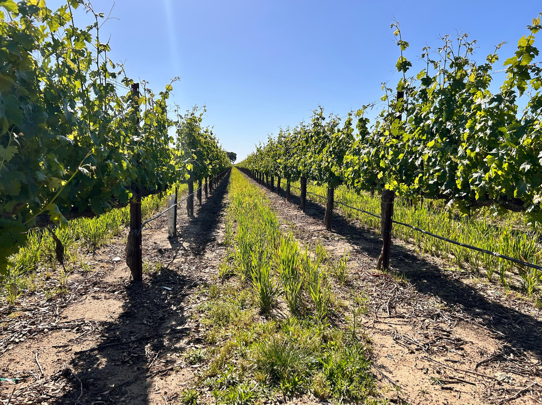 Oak Farm Vineyards-洛迪必去景点