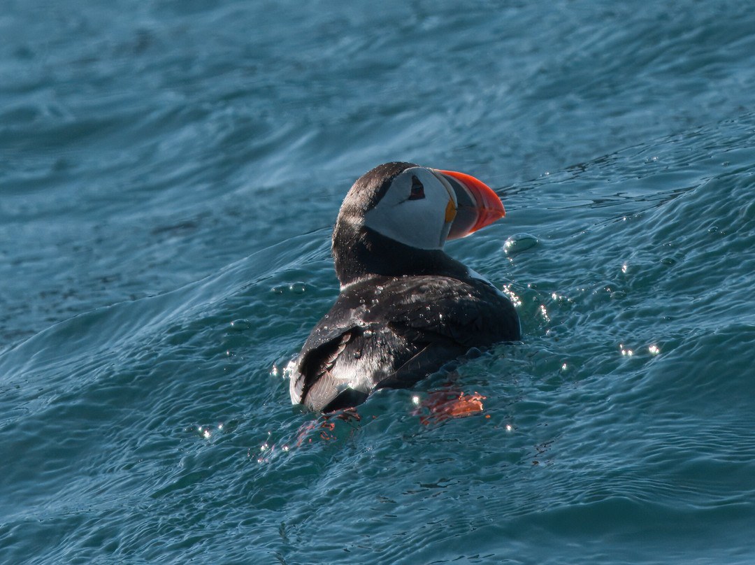 Puffin Safari-Bleik必去景点