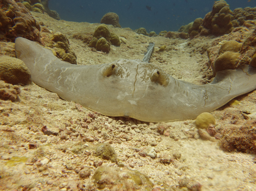 Filitheyo Dive Center-菲利兹优岛必去景点
