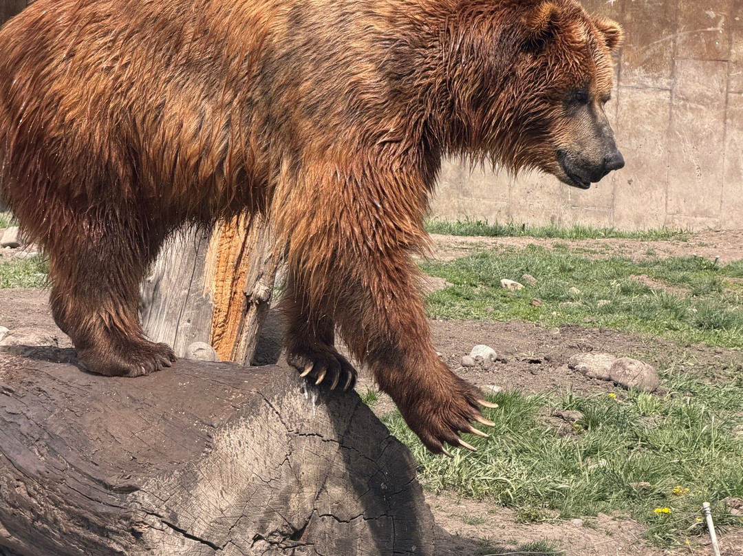 Montana Grizzly Encounter-博兹曼必去景点