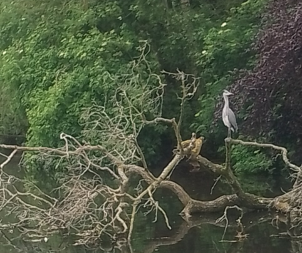 Trentham Gardens-Trentham必去景点