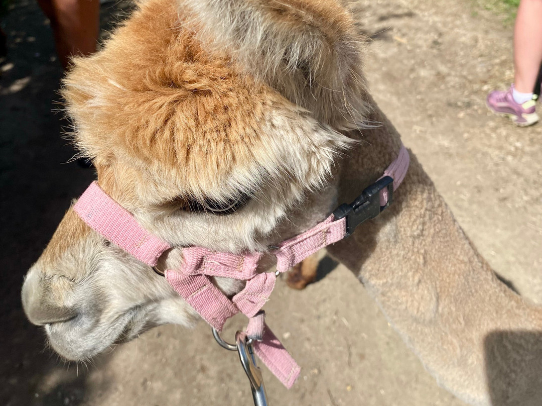 Tickhill Alpacas-Tickhill必去景点