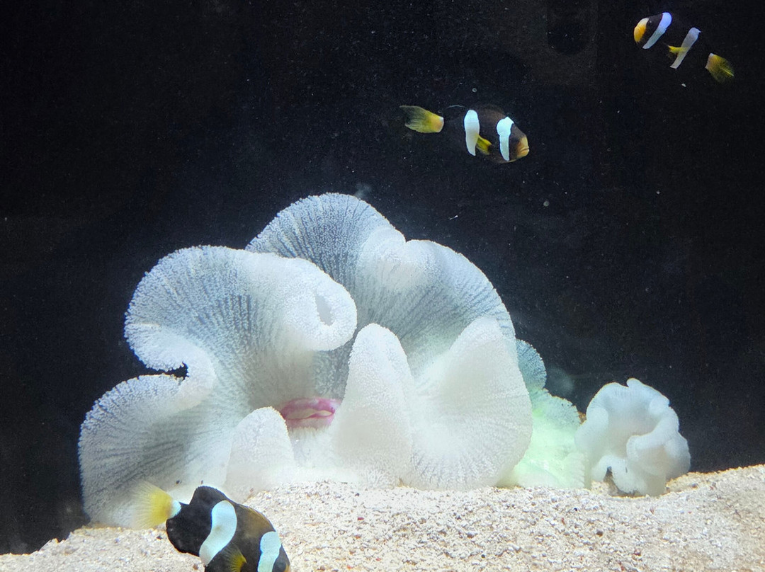 巴尔马水族馆-马洛卡帕尔马必去景点