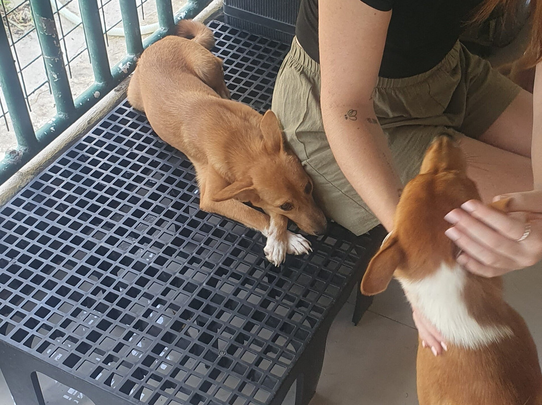 Moalboal Animal Welfare-莫阿尔博阿尔必去景点