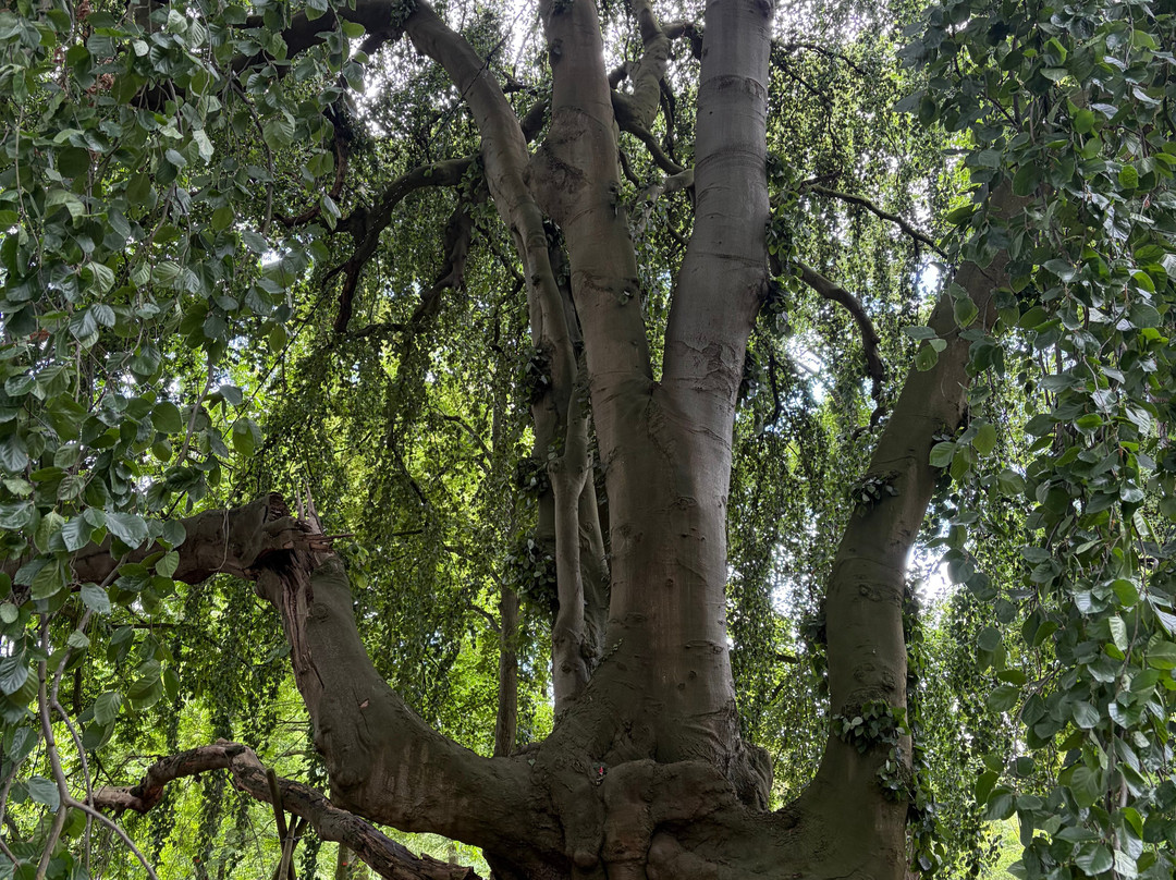 Botanical Garden Arboretum Oudenbosch-Oudenbosch必去景点