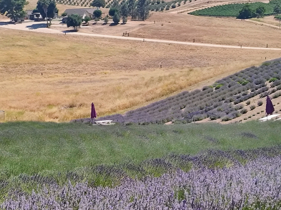 Hambly Lavender Farm-帕索罗布尔斯必去景点