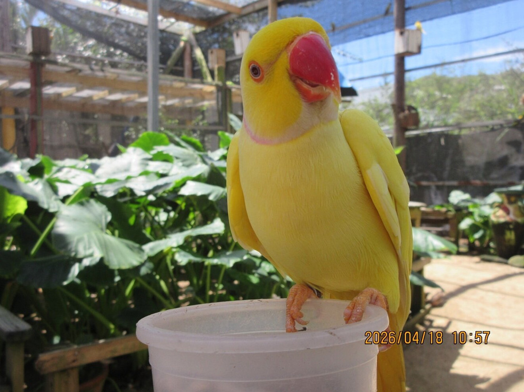 Parotte Ville Bird Sanctuary-圣马丁岛必去景点