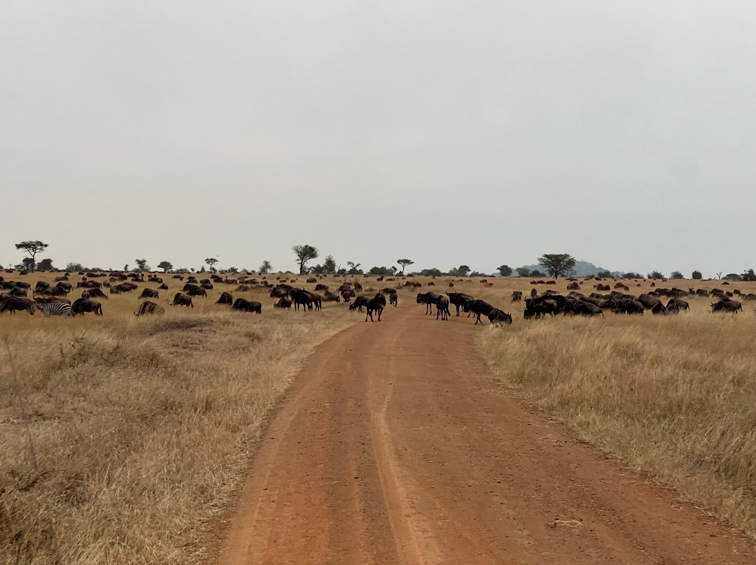 Zara Tanzania Adventures-莫西必去景点