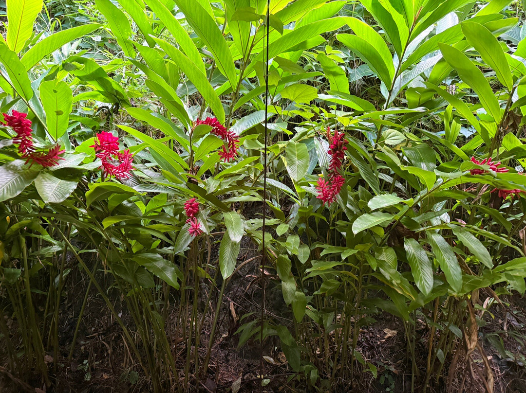 巨人的沉睡花园-纳迪市必去景点