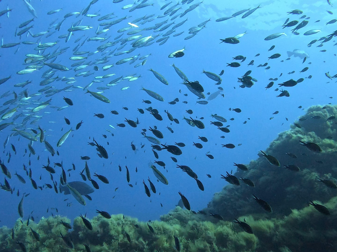 Orca Diving Ustica-Ustica必去景点