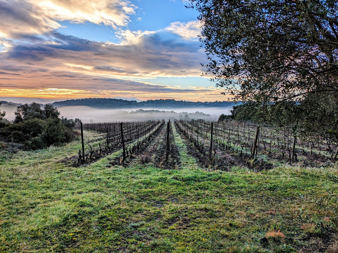 Domaine de Saumarez Vineyard and Winery-Murviel-les-Montpellier必去景点