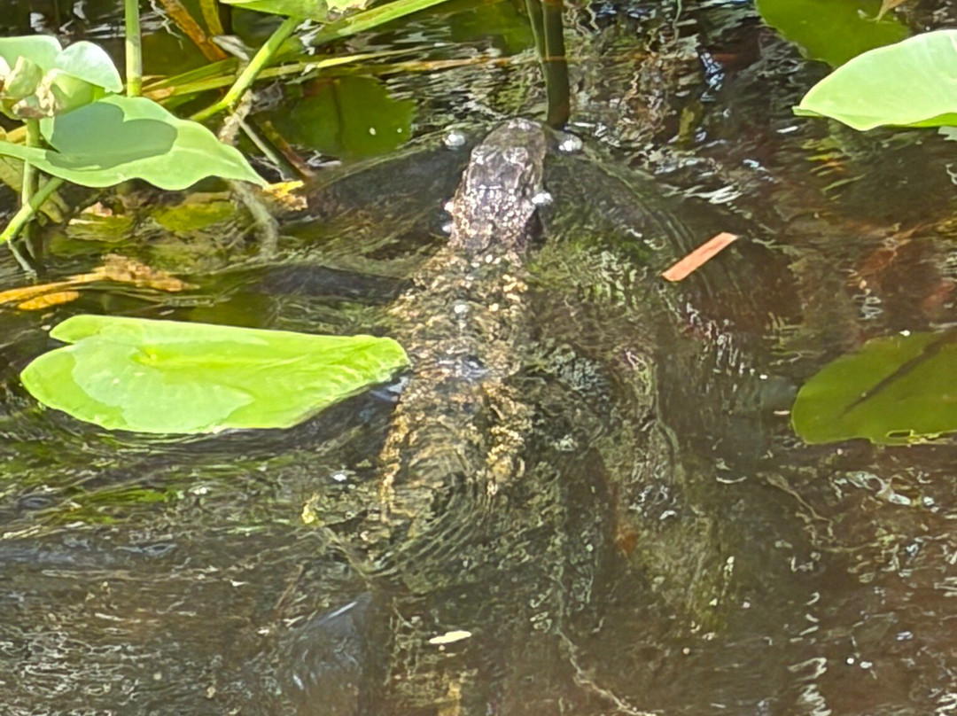 Everglades Swamp Tours-Everglades Wildlife Management Area必去景点