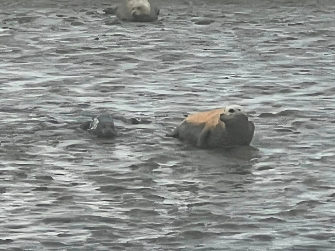 Discovery Seal Trips-Rochford必去景点