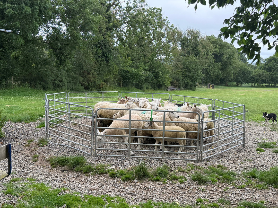 Irish Working Sheepdogs-基尔代尔郡必去景点