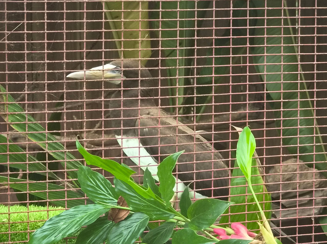 Jaguar Rescue Center-旧港必去景点