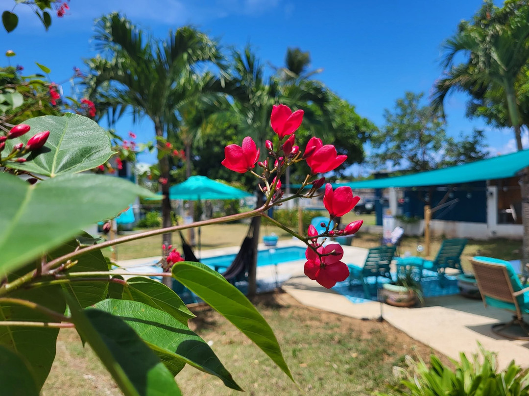 Coco Loco Guesthouse主图