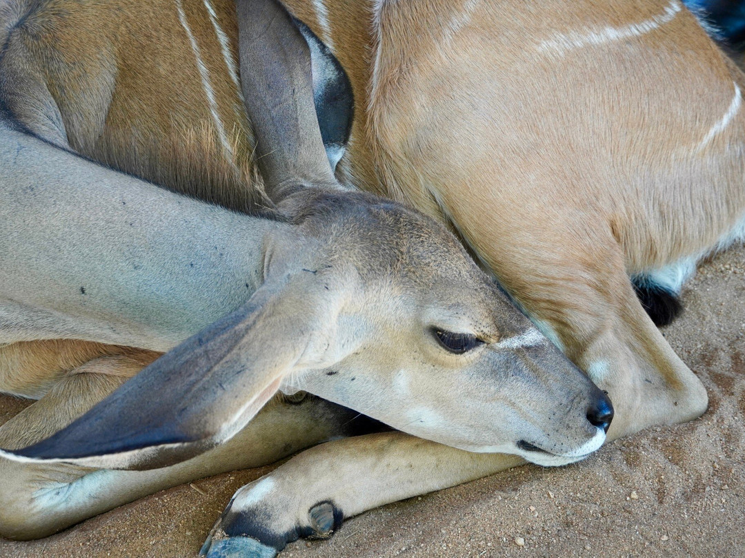 Reteti Elephant Sanctuary-桑布鲁国家保护区必去景点