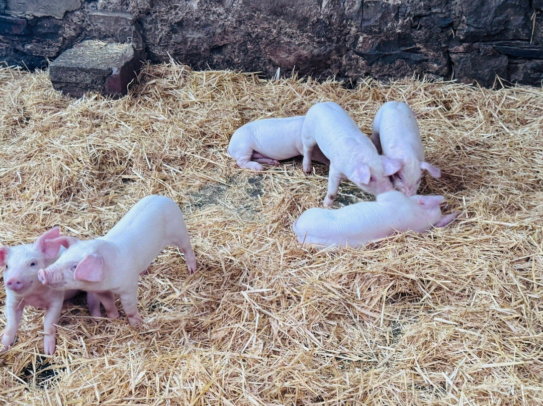 Foel Farm Park-Brynsiencyn必去景点