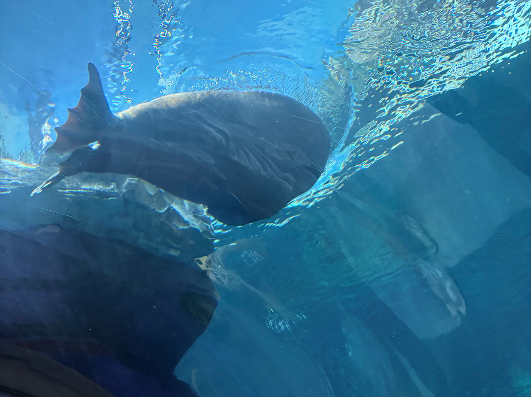 SeaWorld Yas Island Abu Dhabi-阿布扎比必去景点