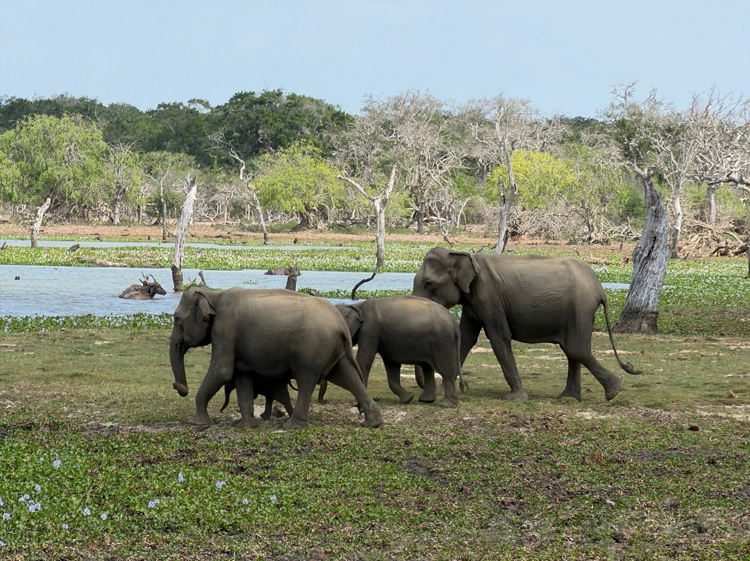 Travel Help Sri Lanka-卡图纳耶克必去景点