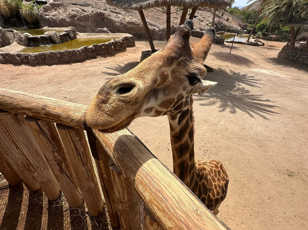 Oasis Park Fuerteventura-La Lajita必去景点