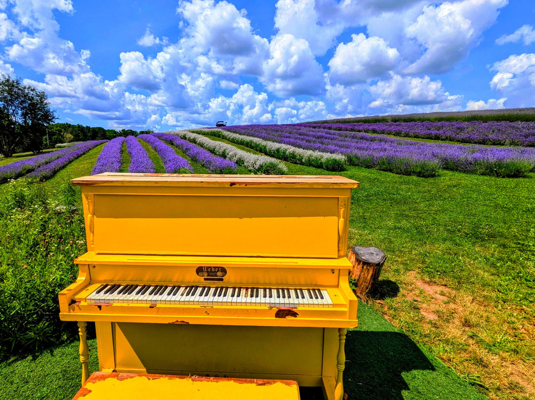 Kelso Lavender Farm-Milton必去景点