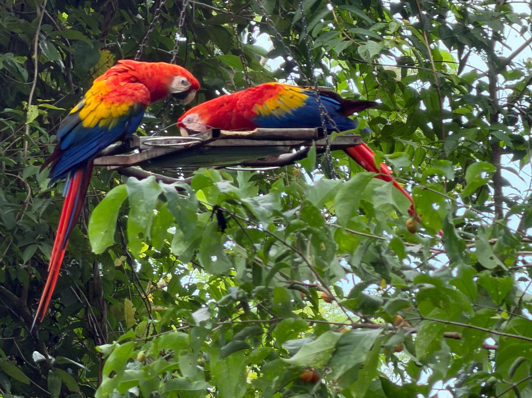 Macaw Recovery Network-Punta Islita必去景点