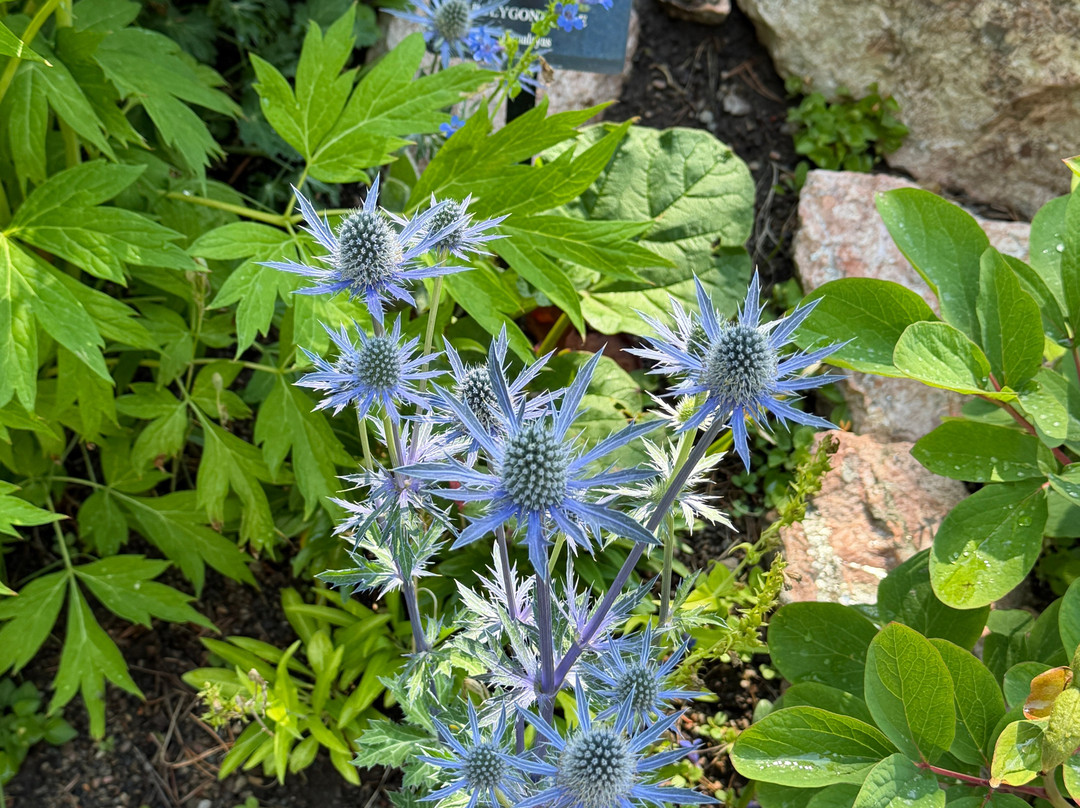 Betty Ford Alpine Gardens-韦尔必去景点