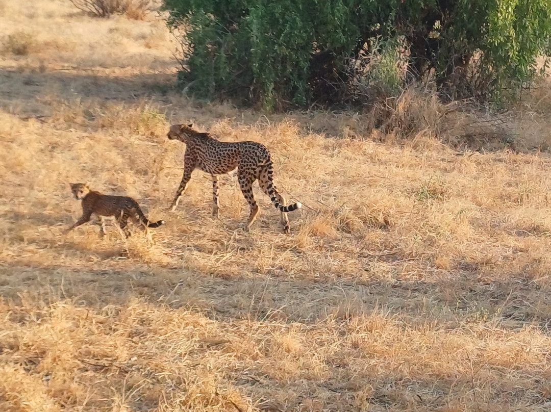 Samburu National Reserve-内罗毕必去景点