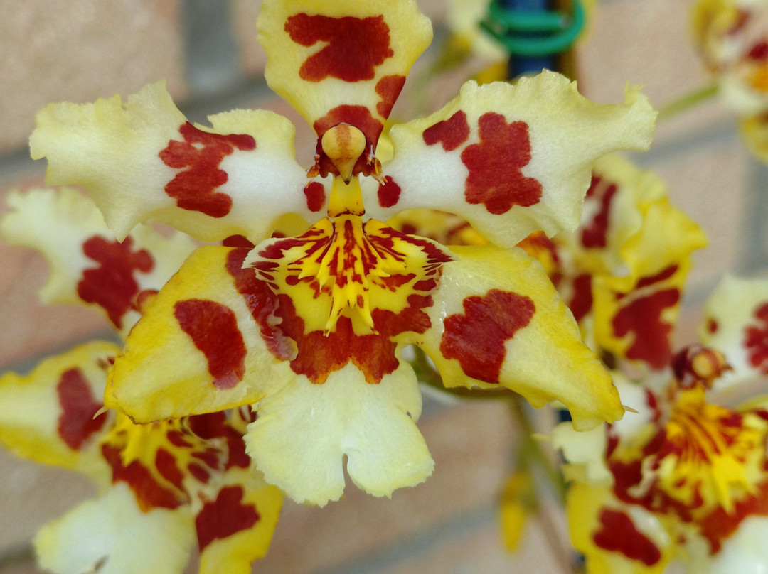 Eric Young Orchid Foundation-Trinity必去景点