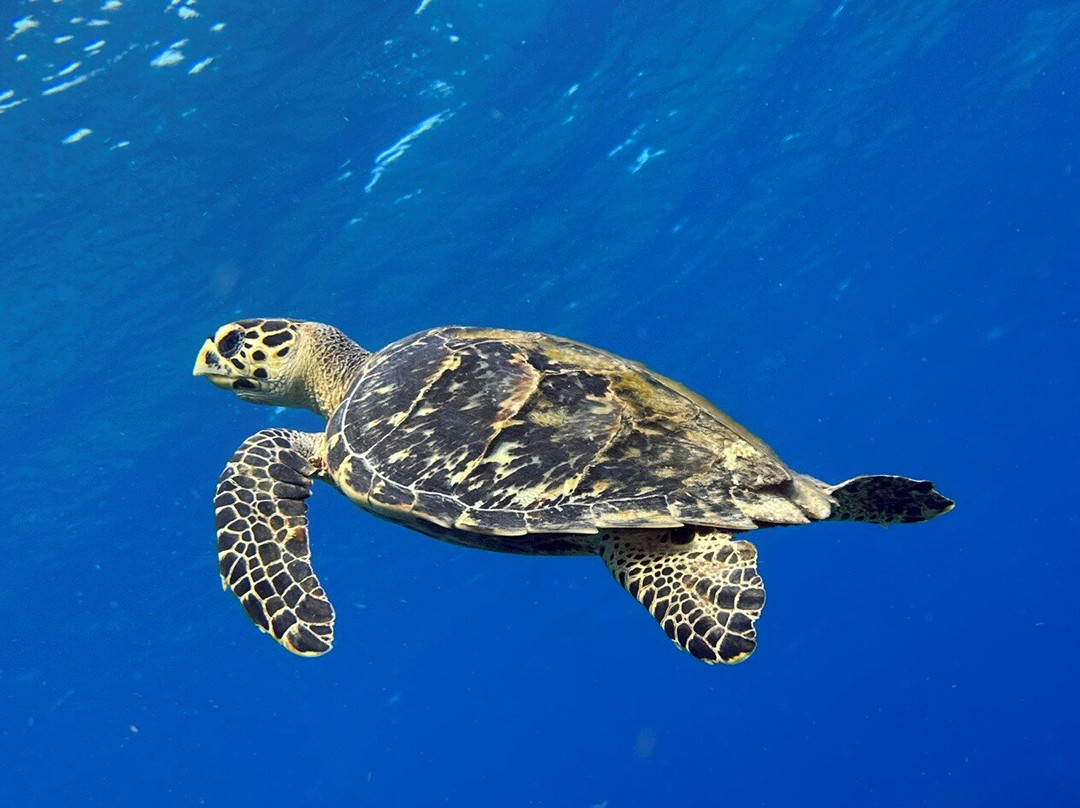 Cayman Brac Beach Resort主图