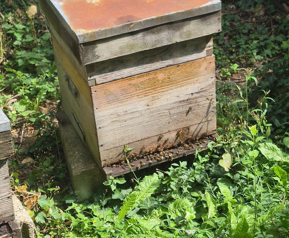 Musée Vivant de l’Apiculture-Chateau-Renard必去景点