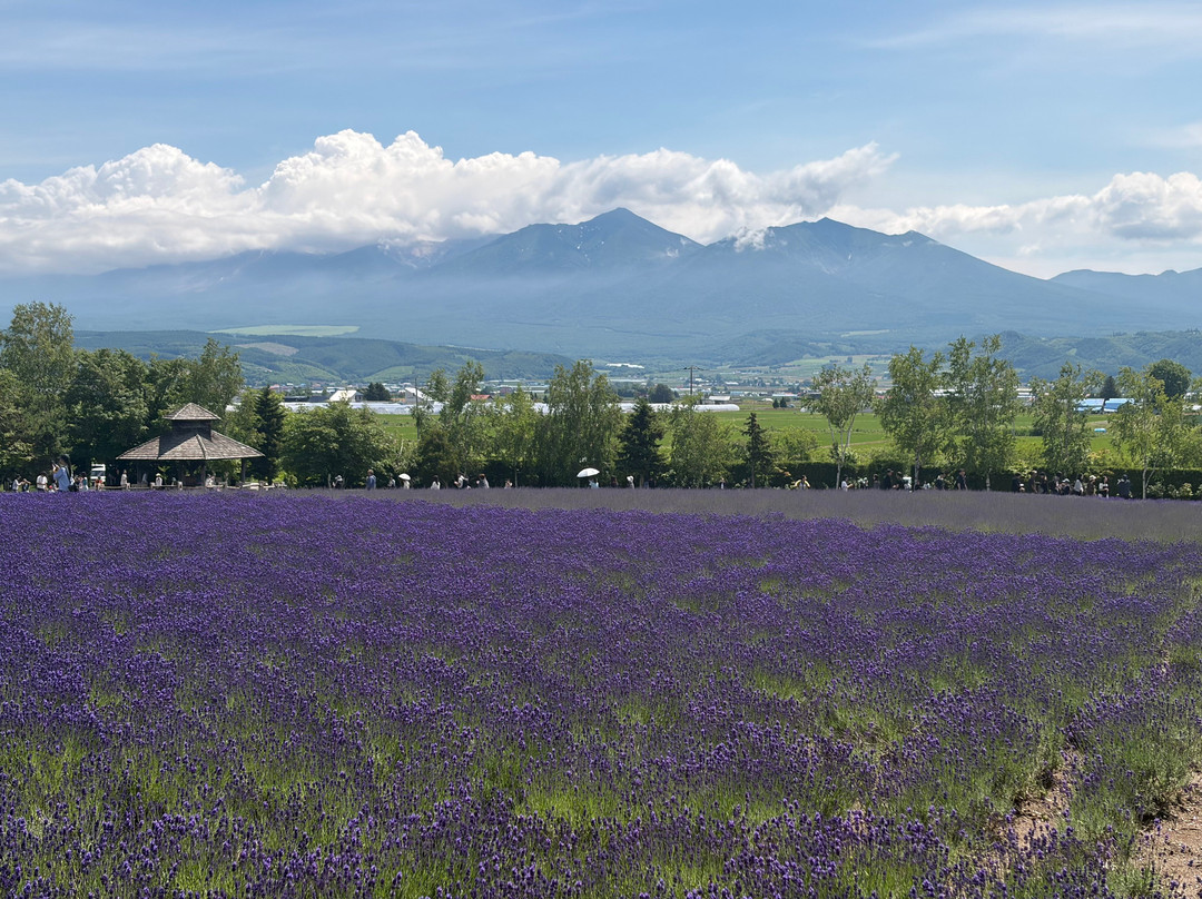 富田农场-中富良野町必去景点