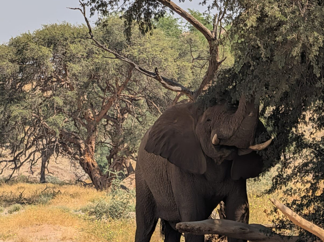 Hersons Elephant Adventures Cc-Khorixas必去景点