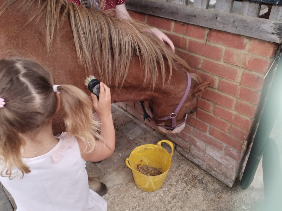 Dorset Heavy Horse Farm Park-Verwood必去景点