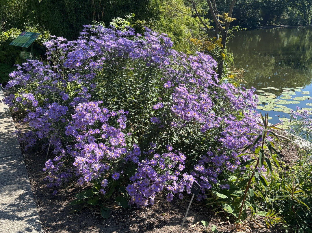 Utrecht University Botanic Gardens-乌特勒支必去景点