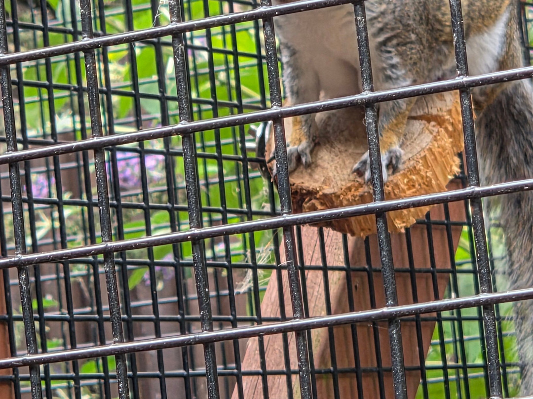 Tiggywinkles Wildlife Hospital Visitor's Centre-Haddenham必去景点