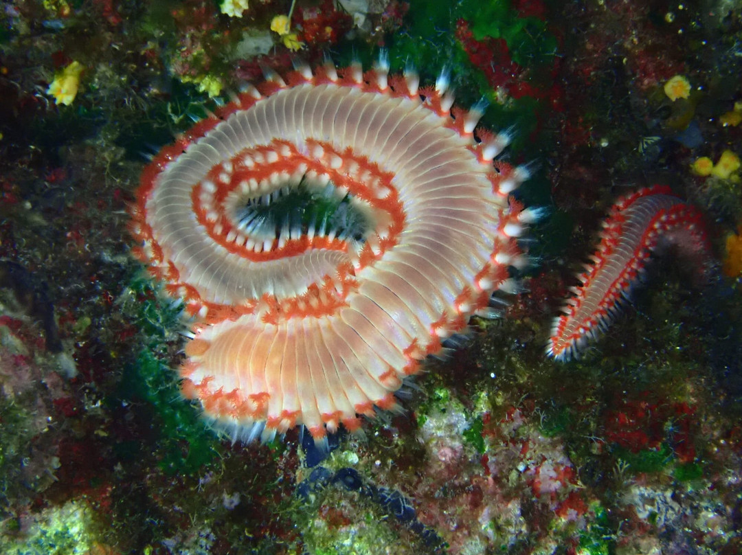 Lustrica diving-Ustica必去景点