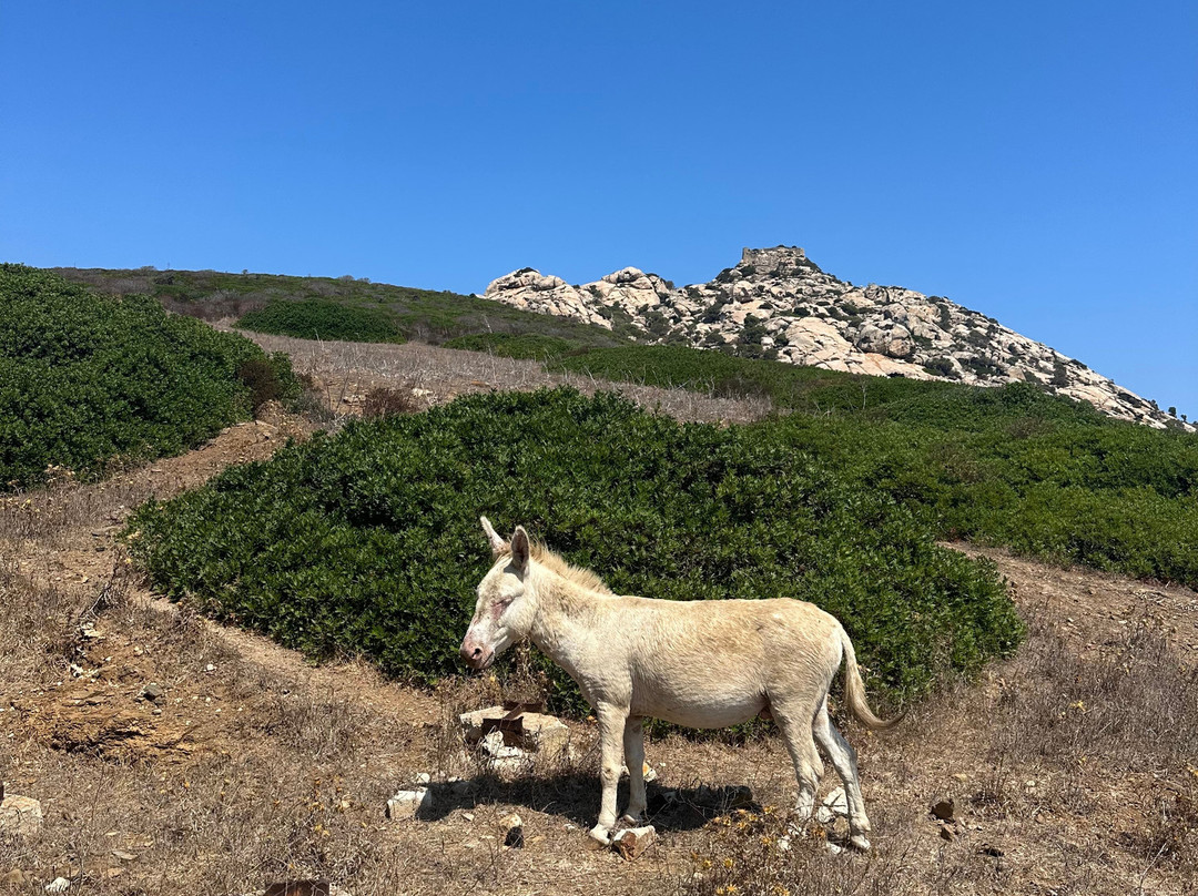 Asinara Charter Service-斯廷蒂诺必去景点